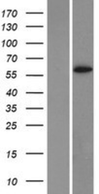 Western Blot: Cytochrome P450 1A2 Overexpression Lysate (Adult Normal) [NBP2-10707] Left-Empty vector transfected control cell lysate (HEK293 cell lysate); Right -Over-expression Lysate for Cytochrome P450 1A2.
