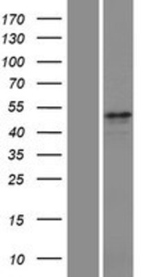 Western Blot: 5HT2C Receptor Overexpression Lysate (Adult Normal) [NBP2-10717] Left-Empty vector transfected control cell lysate (HEK293 cell lysate); Right -Over-expression Lysate for 5HT2C Receptor.