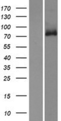 Western Blot: GPR149 Overexpression Lysate (Adult Normal) [NBP2-10614] Left-Empty vector transfected control cell lysate (HEK293 cell lysate); Right -Over-expression Lysate for GPR149.