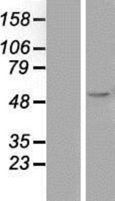 Western Blot: Legumain Overexpression Lysate (Adult Normal) [NBP2-10455] Left-Empty vector transfected control cell lysate (HEK293 cell lysate); Right -Over-expression Lysate for Legumain.