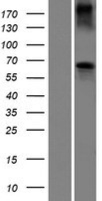Western Blot: BCO2 Overexpression Lysate (Adult Normal) [NBP2-06095] Left-Empty vector transfected control cell lysate (HEK293 cell lysate); Right -Over-expression Lysate for BCO2.
