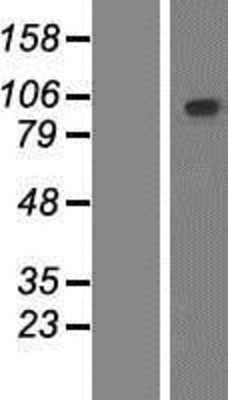 Western Blot: PCDHGB2 Overexpression Lysate (Adult Normal) [NBP2-06085] Left-Empty vector transfected control cell lysate (HEK293 cell lysate); Right -Over-expression Lysate for PCDHGB2.