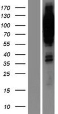 Western Blot: PGR1 Overexpression Lysate (Adult Normal) [NBP2-10714] Left-Empty vector transfected control cell lysate (HEK293 cell lysate); Right -Over-expression Lysate for PGR1.