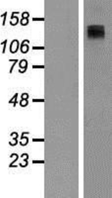 Western Blot: Adenylate Cyclase 8 Overexpression Lysate (Adult Normal) [NBP2-10953] Left-Empty vector transfected control cell lysate (HEK293 cell lysate); Right -Over-expression Lysate for Adenylate Cyclase 8.