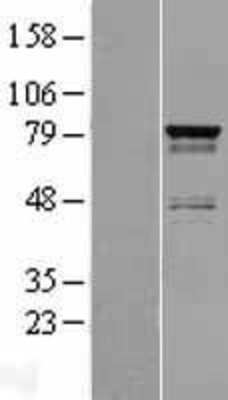 Western Blot: SH3RF2 Overexpression Lysate (Adult Normal) [NBP2-05344] Left-Empty vector transfected control cell lysate (HEK293 cell lysate); Right -Over-expression Lysate for SH3RF2.