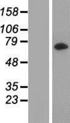Western Blot: LRRC45 Overexpression Lysate (Adult Normal) [NBP2-05525] Left-Empty vector transfected control cell lysate (HEK293 cell lysate); Right -Over-expression Lysate for LRRC45.