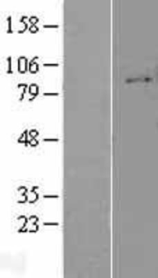 Western Blot: Integrin beta 1 Overexpression Lysate (Adult Normal) [NBP2-05707] Left-Empty vector transfected control cell lysate (HEK293 cell lysate); Right -Over-expression Lysate for Integrin beta 1.