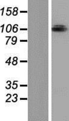 Western Blot: OPA1 Overexpression Lysate (Adult Normal) [NBP2-05728] Left-Empty vector transfected control cell lysate (HEK293 cell lysate); Right -Over-expression Lysate for OPA1.