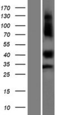 Western Blot: C1orf172 Overexpression Lysate (Adult Normal) [NBP2-05395] Left-Empty vector transfected control cell lysate (HEK293 cell lysate); Right -Over-expression Lysate for C1orf172.