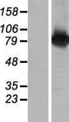 Western Blot: BAAT1 Overexpression Lysate (Adult Normal) [NBP2-05312] Left-Empty vector transfected control cell lysate (HEK293 cell lysate); Right -Over-expression Lysate for BAAT1.