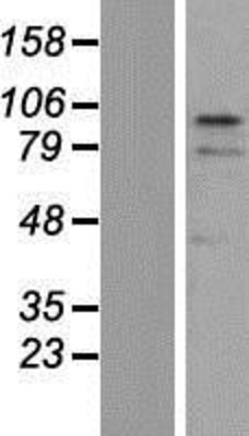 Western Blot: ZNF366 Overexpression Lysate (Adult Normal) [NBP2-05334] Left-Empty vector transfected control cell lysate (HEK293 cell lysate); Right -Over-expression Lysate for ZNF366.