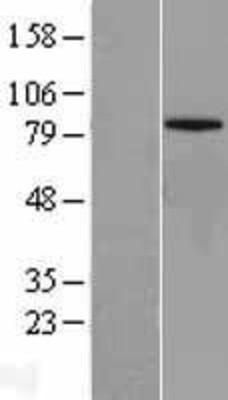 Western Blot: Mitofusin-1 Overexpression Lysate (Adult Normal) [NBL1-13039] Left-Empty vector transfected control cell lysate (HEK293 cell lysate); Right -Over-expression Lysate for Mitofusin-1.