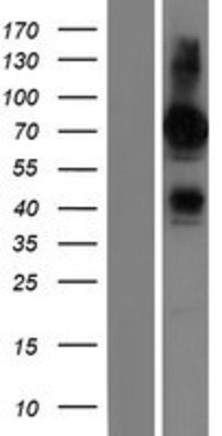 Western Blot: FRMD6 Overexpression Lysate (Adult Normal) [NBP2-05400] Left-Empty vector transfected control cell lysate (HEK293 cell lysate); Right -Over-expression Lysate for FRMD6.