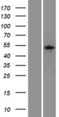 Western Blot: PELI3 Overexpression Lysate (Adult Normal) [NBP2-05507] Left-Empty vector transfected control cell lysate (HEK293 cell lysate); Right -Over-expression Lysate for PELI3.
