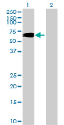 Lane 1: SLC7A1 transfected lysate (69.3 KDa) Lane 2: Non-transfected lysate.