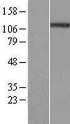 Western Blot: NALP4 Overexpression Lysate (Adult Normal) [NBP2-05685] Left-Empty vector transfected control cell lysate (HEK293 cell lysate); Right -Over-expression Lysate for NALP4.