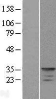 Western Blot: KCNIP4 Overexpression Lysate (Adult Normal) [NBP2-05435] Left-Empty vector transfected control cell lysate (HEK293 cell lysate); Right -Over-expression Lysate for KCNIP4.