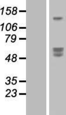 Western Blot: SIRPB1 Overexpression Lysate (Adult Normal) [NBP2-09589] Left-Empty vector transfected control cell lysate (HEK293 cell lysate); Right -Over-expression Lysate for SIRPB1.