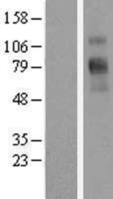 Western Blot: SLC6A9 Overexpression Lysate (Adult Normal) [NBL1-16183] Left-Empty vector transfected control cell lysate (HEK293 cell lysate); Right -Over-expression Lysate for SLC6A9.