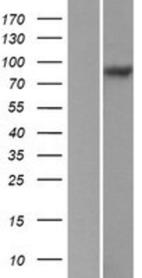 Western Blot: Integrin beta 5 Overexpression Lysate (Adult Normal) [NBP2-10813] Left-Empty vector transfected control cell lysate (HEK293 cell lysate); Right -Over-expression Lysate for Integrin beta 5.