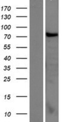 Western Blot: CCDC62 Overexpression Lysate (Adult Normal) [NBP2-05997] Left-Empty vector transfected control cell lysate (HEK293 cell lysate); Right -Over-expression Lysate for CCDC62.