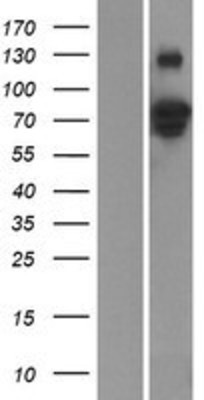 Western Blot: ZNF336 Overexpression Lysate (Adult Normal) [NBP2-06430] Left-Empty vector transfected control cell lysate (HEK293 cell lysate); Right -Over-expression Lysate for ZNF336.
