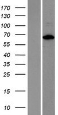 Western Blot: FIP1L1 Overexpression Lysate (Adult Normal) [NBP2-06165] Left-Empty vector transfected control cell lysate (HEK293 cell lysate); Right -Over-expression Lysate for FIP1L1.
