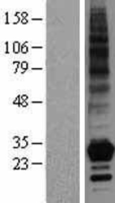 Western Blot: TNFSF4 Overexpression Lysate (Adult Normal) [NBL1-17169] Left-Empty vector transfected control cell lysate (HEK293 cell lysate); Right -Over-expression Lysate for TNFSF4.