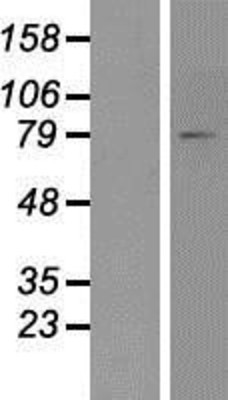 Western Blot: FACL4 Overexpression Lysate (Adult Normal) [NBP2-06367] Left-Empty vector transfected control cell lysate (HEK293 cell lysate); Right -Over-expression Lysate for FACL4.