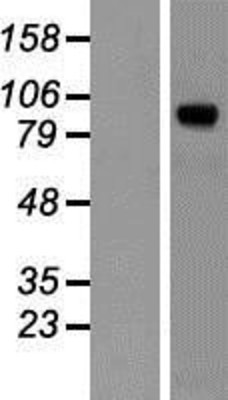 Western Blot: PAM Overexpression Lysate (Adult Normal) [NBP2-05619] Left-Empty vector transfected control cell lysate (HEK293 cell lysate); Right -Over-expression Lysate for PAM.