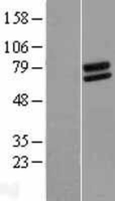 Western Blot: FOXRED2 Overexpression Lysate (Adult Normal) [NBP2-09341] Left-Empty vector transfected control cell lysate (HEK293 cell lysate); Right -Over-expression Lysate for FOXRED2.