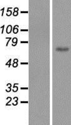 Western Blot: C1orf177 Overexpression Lysate (Adult Normal) [NBP2-05328] Left-Empty vector transfected control cell lysate (HEK293 cell lysate); Right -Over-expression Lysate for C1orf177.