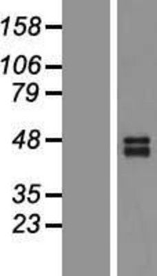 Western Blot: TRAIL-R2 Overexpression Lysate (Adult Normal) [NBP2-05437] Left-Empty vector transfected control cell lysate (HEK293 cell lysate); Right -Over-expression Lysate for TRAIL-R2.