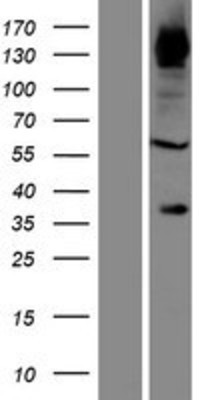 Western Blot: FNDC3B Overexpression Lysate (Adult Normal) [NBP2-09565] Left-Empty vector transfected control cell lysate (HEK293 cell lysate); Right -Over-expression Lysate for FNDC3B.