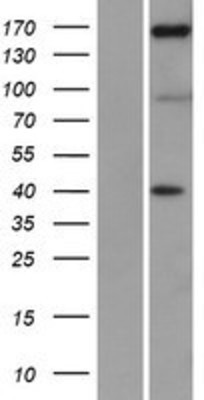 Western Blot: NFAT5 Overexpression Lysate (Adult Normal) [NBP2-09383] Left-Empty vector transfected control cell lysate (HEK293 cell lysate); Right -Over-expression Lysate for NFAT5.