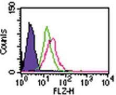 Flow Cytometry: Human TLR7 NF-kB/SEAP - (SEAPorter™) Stable Reporter Cell Line [NBP2-26278] - Intracellular staining of TLR7 in the TLR7 reporter cell line was analyzed by flow cytometry using PE-conjugated anti-TLR7 antibody. Flow samples were prepared using the Intracellular TLR Staining Flow Kit. Purple: Cells without antibody; Green: NF-kB/SEAPorterTM HEK 293 cell line stained with 2 ug anti-TLR7-PE. Red: TLR7 reporter cell line stained with anti-TLR7-PE.