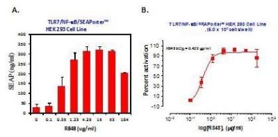 Ligand Activation: Human TLR7 NF-kB/SEAP - (SEAPorter™) Stable Reporter Cell Line [NBP2-26278] - The TLR7 reporter cell line was plated in 96-well plates at 5 x 10^4 cells/well. After 16 h, cells were stimulated with various amounts of R848 for 24 h. SEAP was analyzed using IMGENEXs SEAPorterTM Assay Kit. Dose-responsive percent activation of each sample well was calculated to yield the ligand EC50 value.