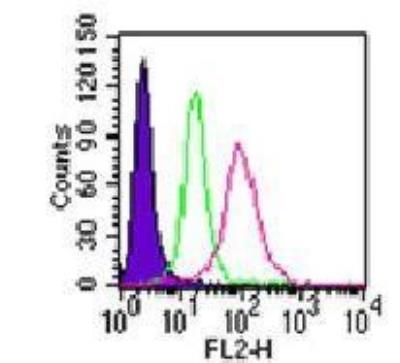 Flow Cytometry: Human TLR2 NF-kB/SEAP - (SEAPorter™) Stable Reporter Cell Line [NBP2-26274] - Cell surface expression of TLR2 on the TLR2 reporter line was analyzed by flow cytometry using a PE-conjugated TLR2 antibody. Flow samples were prepared using the Cell Surface TLR Staining Flow Kit. Purple: Cells alone; Green: NF-kB/ SEAPorter™  HEK 293 cell line stained with anti-TLR2-PE; Red: TLR2 reporter cell line stained with anti-TLR2-PE.