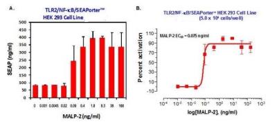 Ligand Activation: Human TLR2 NF-kB/SEAP - (SEAPorter™) Stable Reporter Cell Line [NBP2-26274] - Evaluation of the functional activity of the TLR2/NF-kB SEAPorterTM HEK 293 cell line by ligand dose response assay. TLR2/NF-kB SEAPorterTM HEK 293 cells  were plated in 96-well plates at 5 x 10^4 cells/well. After 16 h, cells were stimulated with various amount of MALP-2  for 24 h. SEAP was analyzed using the SEAPorter Assay Kit. A. MALP2-mediated TLR2 activation, as measured by SEAP activity, was increased in a dose dependent manner. B. The values from (A) were used to determine the EC50 of MALP-2. The EC50, or the half maximal activity concentration, represents the concentration of MALP-2 that was required for 50% activation of TLR2 as measured by SEAP activity.