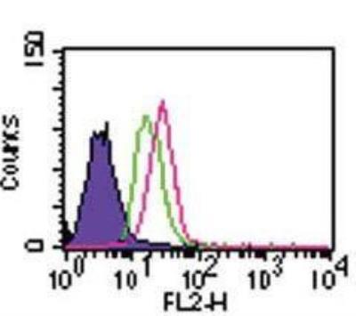 Flow Cytometry: Human TLR8 NF-kB/SEAP - (SEAPorter™) Stable Reporter Cell Line [NBP2-26279] - Intracellular staining of TLR8 in the TLR8 reporter cell line was analyzed by flow cytometry using a PE conjugated TLR8 antibody. Flow samples were prepared using the Intracellular TLR Staining Flow Kit. Purple: Cells without antibody; Green: NF-kB/SEAPorterTM HEK 293 cell line stained with 2 ug anti-TLR8-PE. Red: TLR8 reporter line stained with anti-TLR8-PE.