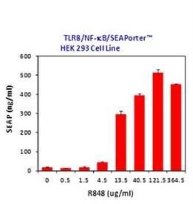Ligand Activation: Human TLR8 NF-kB/SEAP - (SEAPorter™) Stable Reporter Cell Line [NBP2-26279] - TLR8/NF-kB SEAPorter(TM) HEK 293 cells were plated in 96-well plates at 5 x 10^4 cells/well. After 16 h, cells were stimulated with various amount of R848 for 24 h. SEAP was analyzed using the SEAPorter Assay Kit.   Data Summary: R848 activated the cell line in a dose response manner.
