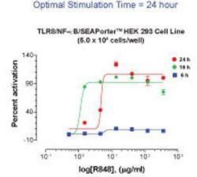 Ligand Activation: Human TLR8 NF-kB/SEAP - (SEAPorter™) Stable Reporter Cell Line [NBP2-26279] - The TLR8 reporter line was plated in 96-well plates at 5 x 10^4 cells/well. After 16 h, cells were stimulated with various amounts of R848 for 6 h, 16 h or 24 h. SEAP was then analyzed using SEAPorterTM Assay Kit.