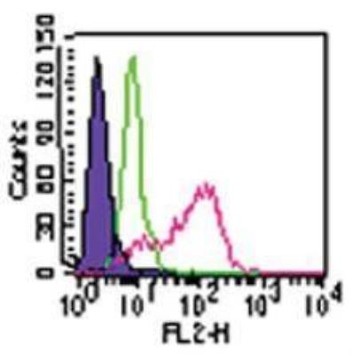 Flow Cytometry: Human TLR4/NF-kB NF-kB/SEAP - (SEAPorter™) Stable Reporter Cell Line [NBP2-26276] - Surface staining of the TLR4 reporter cell line was analyzed by flow cytometry using a PE-conjugated anti-TLR4 antibody. Flow samples were prepared using the TLR Staining Flow Kit. Purple: Cells alone; Green: NF-kB/SEAPorterTM HEK 293 cell line stained with 1 ug anti-TLR4-PE; Red: TLR4 reporter cell line stained with 1 ug anti-TLR4-PE.