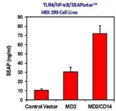 Ligand Activation: Human TLR4/NF-kB NF-kB/SEAP - (SEAPorter™) Stable Reporter Cell Line [NBP2-26276] - TLR4/NF-kB SEAPorterTM HEK 293 cells were plated in 24-well plates at 2 x 10^5 cells/well. After 16 h, cells were transiently transfected with control vector, MD2 plasmid or MD2/CD14 plasmid vector for 24 h. Cells were then stimulated with 0.5 ug/ml LPS  for 24 h. SEAP was analyzed using the SEAPorter Assay Kit. Data Summary: Both MD2 and CD14 are required for the complete LPS-mediated TLR4 activation.