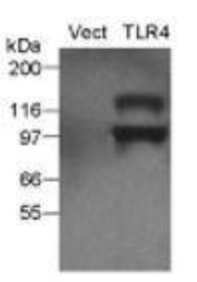 Western Blot: Human TLR4 Stable Cell Line [NBP2-26268] - Analysis of TLR4 expression in the TLR4 stable cell line using an HA antibody (20 ug total protein/lane). Legend. Vect: Vector control stable cell line; TLR4: TLR4 stable cell line.