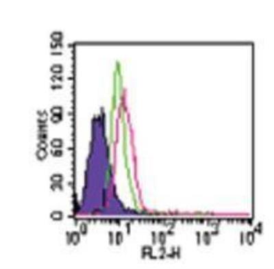 Flow Cytometry: Human TLR3 NF-kB/SEAP - (SEAPorter™) Stable Reporter Cell Line [NBP2-26275] - Intracellular staining of TLR3 in the TLR3 reporter cell line was analyzed by flow cytometry using a PE-conjugated anti-TLR3 antibody. Flow samples were prepared using the Intracellular TLR Staining Flow Kit. Purple: Cells alone; Green: NF-kB/SEAPorterTM HEK 293 cell line stained with 1ug anti-TLR3-PE; Red: TLR3 reporter cell line stained with 1 ug anti-TLR3-PE.