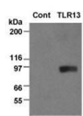 Western Blot: Mouse TLR13 NF-kB/SEAP - (SEAPorter™) Stable Reporter Cell Line [NBP2-26290] - Analysis of TLR13 expression in the TLR13 reporter cell line using an HA antibody (20 ug total protein/lane). Legend. Cont: Control, NF-kB/SEAPorterTM HEK 293 cell line; TLR13: TLR13 reporter cell line.
