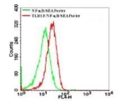 Flow Cytometry: Mouse TLR13 NF-kB/SEAP - (SEAPorter™) Stable Reporter Cell Line [NBP2-26290] - Expression of TLR13 in the TLR13 reporter cell line was analyzed by flow cytometry using a combination of TLR13 antibody and APC-conjugated Goat Anti-Rabbit IgG (F(ab')2-specific). This cell line was compared with the NF-kB/SEAPorter HEK 293 cell line. Flow samples were prepared using IMGENEX's Intracellular TLR Staining Flow Kit.