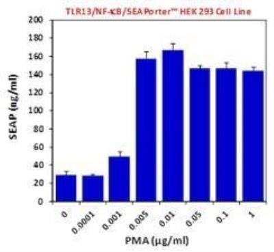 Ligand Activation: Mouse TLR13 NF-kB/SEAP - (SEAPorter™) Stable Reporter Cell Line [NBP2-26290] - TLR13 reporter cells were plated in a 96-well plate at 5 x 10^4 cells per well. Cells were stimulated with various concentrations of phorbol 12-myristate 13-acetate (PMA), which is a positive control for NF-kB induction, for 24 h. SEAP was analyzed using the SEAPorter Assay Kit. Data Summary: PMA is a positive control for NF-kB induction. PMA stimulation confirmed that NF-kB/SEAP reporter is functional in TLR13 SEAP.
