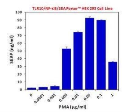 Ligand Activation: Human TLR10 NF-kB/SEAP - (SEAPorter™) Stable Reporter Cell Line [NBP2-26273] - TLR10 reporter cells were plated in a 96-well plate at 5 x 10^4 cells per well. Cells were stimulated with various concentrations of phorbol 12-myristate 13-acetate (PMA), which is a positive control for NF-kB induction for 24 h. SEAP was analyzed using the SEAPorter Assay Kit.
